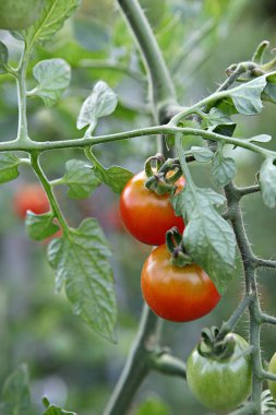  Bunlar Kore gıda ekinleri.
