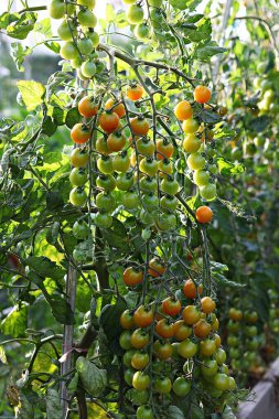  Bunlar Kore gıda ekinleri.