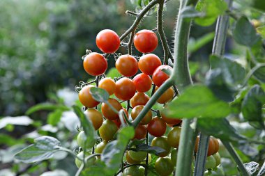  Bunlar Kore gıda ekinleri.