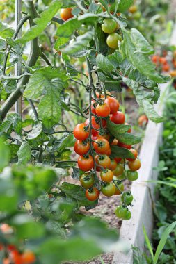  Bunlar Kore gıda ekinleri.