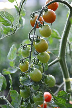  Bunlar Kore gıda ekinleri.