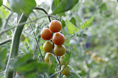  Bunlar Kore gıda ekinleri.