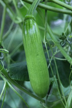  Bunlar Kore gıda ekinleri.