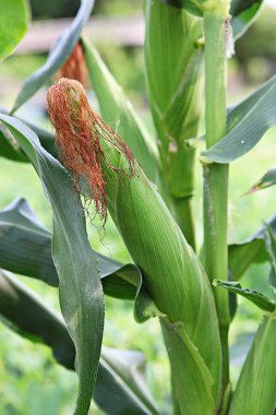  Bunlar Kore gıda ekinleri.