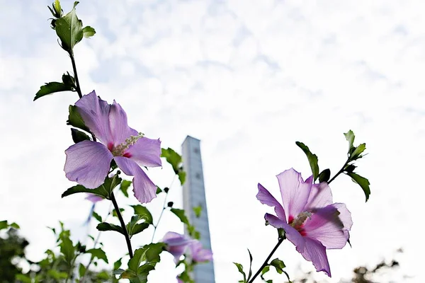 Esta Flor Coreana Mugunghwa — Fotografia de Stock