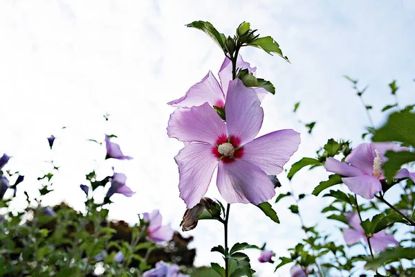 Esta Flor Coreana Mugunghwa — Fotografia de Stock