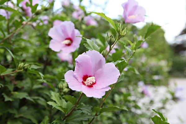 Tohle Korejská Květina Mugunghwa — Stock fotografie