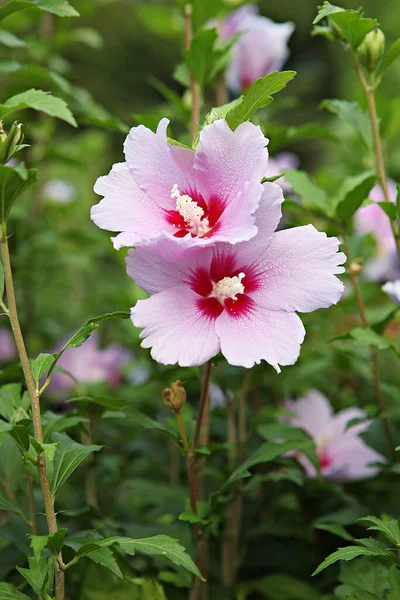 これは韓国の花ムグンファです — ストック写真