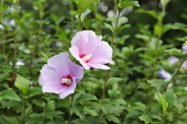 Esta Flor Coreana Mugunghwa — Fotografia de Stock