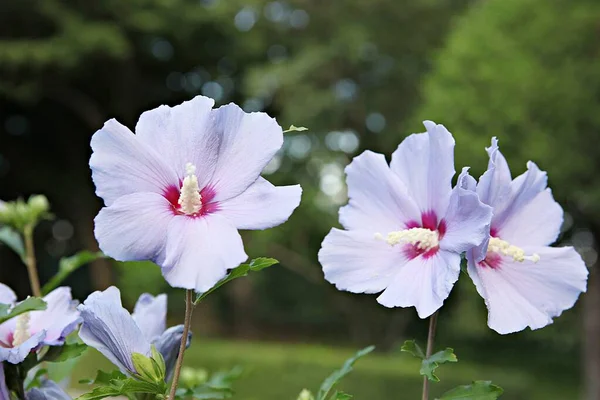 Esta Flor Coreana Mugunghwa — Foto de Stock