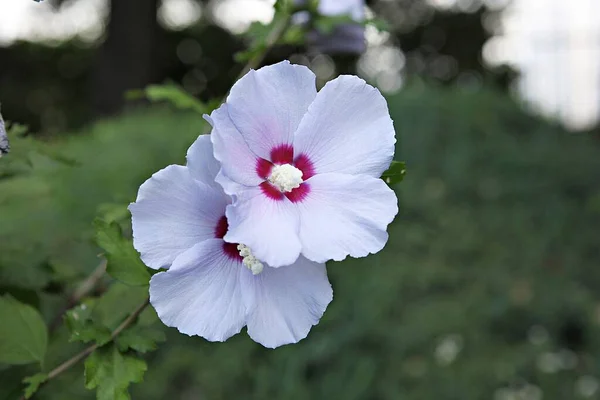 これは韓国の花ムグンファです — ストック写真