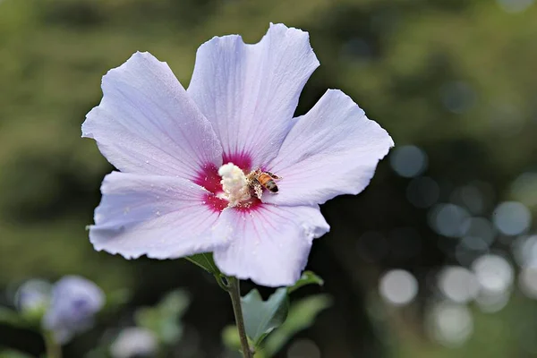 これは韓国の花ムグンファです — ストック写真