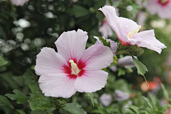 Esta Flor Coreana Mugunghwa — Fotografia de Stock