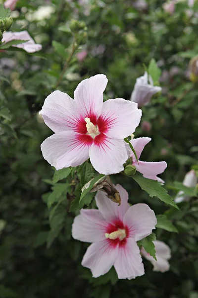 Kore Çiçeği Mugunghwa — Stok fotoğraf