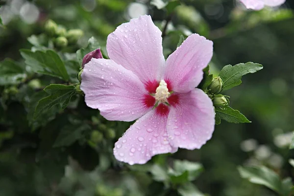 これは韓国の花ムグンファです — ストック写真