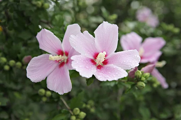 Esta Flor Coreana Mugunghwa — Fotografia de Stock