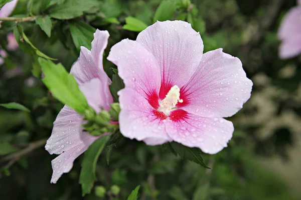 Esta Flor Coreana Mugunghwa —  Fotos de Stock