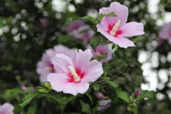 これは韓国の花ムグンファです — ストック写真