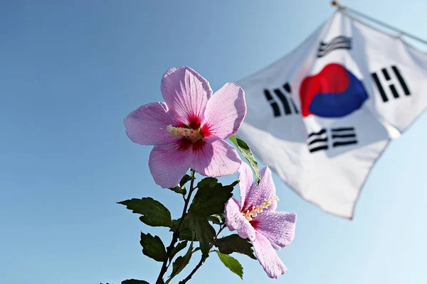 Державний Прапор Кореї Національний Прапор Кореї — стокове фото