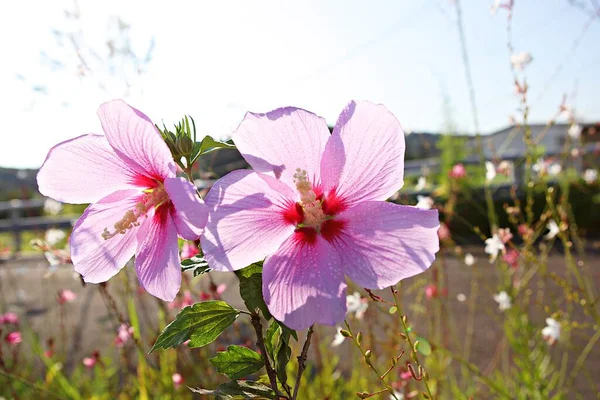 Αυτό Είναι Κορεάτικο Λουλούδι Μουγκούγκα — Φωτογραφία Αρχείου