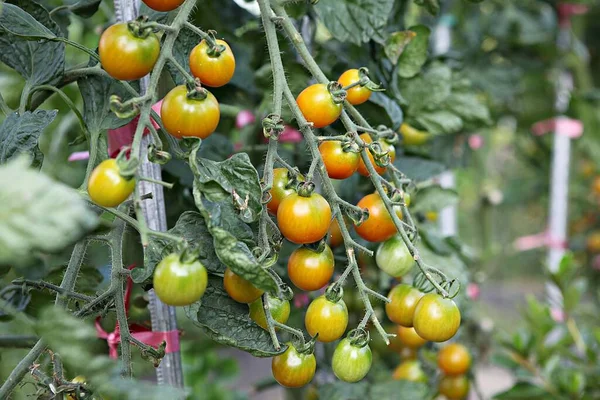 Korea Food Crops — Stock Photo, Image