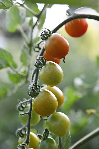 Korea Food Crops — Stock Photo, Image