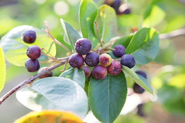 Tratta Coltivazioni Alimentari Coreane — Foto Stock