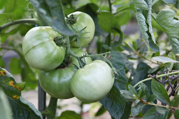 Korea Food Crops — Stock Photo, Image