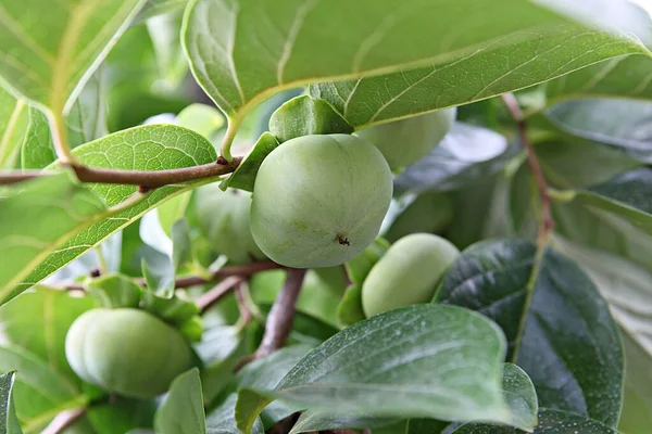 Korea Food Crops — Stock Photo, Image