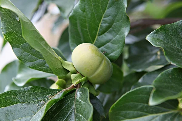 Korea Food Crops — Stock Photo, Image