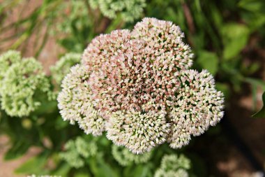  Kore parkında bir çiçek..