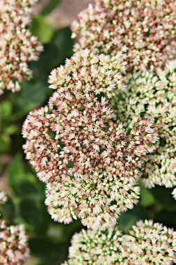  Kore parkında bir çiçek..