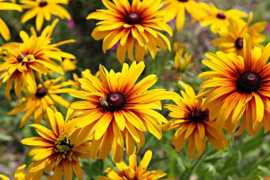  Kore parkında bir çiçek..