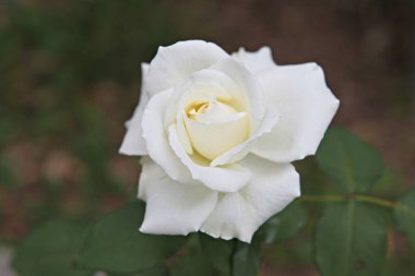  Kore parkında bir çiçek..