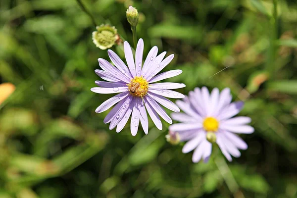 Una Flor Parque Korea —  Fotos de Stock