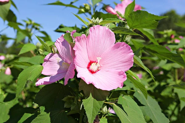 Est Une Fleur Dans Parc Coréen — Photo