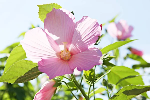 韓国公園の花です — ストック写真