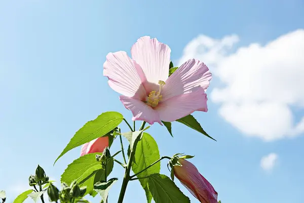 코레아 공원에 꽃입니다 — 스톡 사진