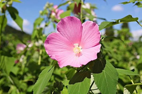 Uma Flor Parque Coréia — Fotografia de Stock