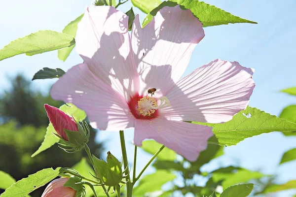 Uma Flor Parque Coréia — Fotografia de Stock