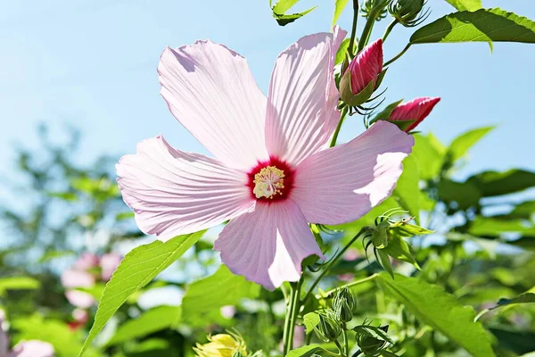 韓国公園の花です — ストック写真