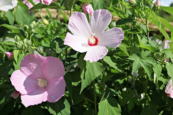 韓国公園の花です — ストック写真