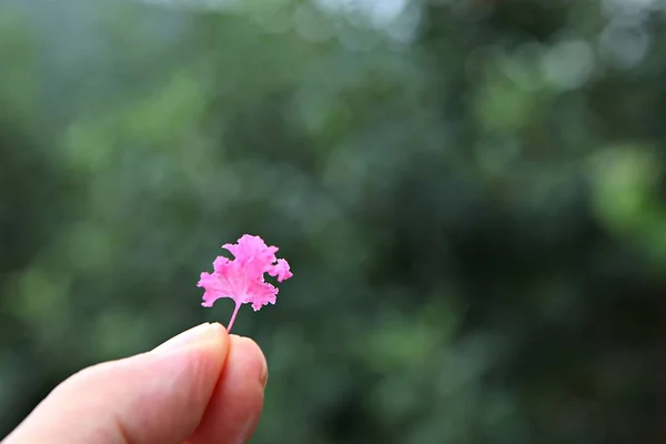 코레아 공원에 꽃입니다 — 스톡 사진