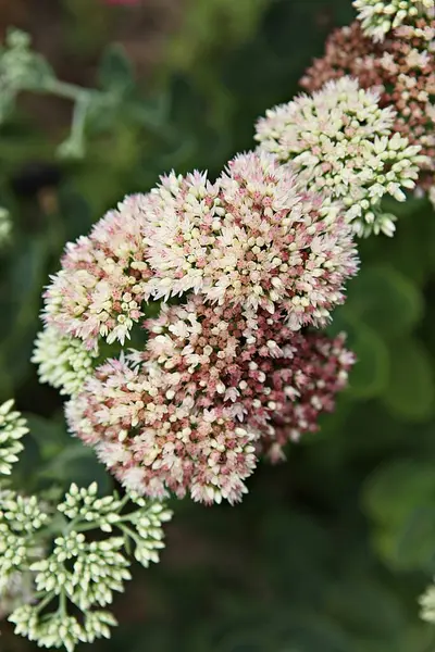 Fiore Parco Korea — Foto Stock