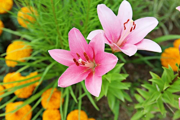 Egy Virág Koreai Parkban — Stock Fotó