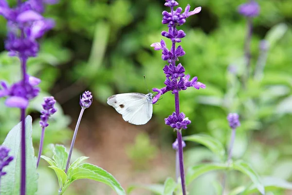 Ist Eine Blume Koreanischem Park — Stockfoto