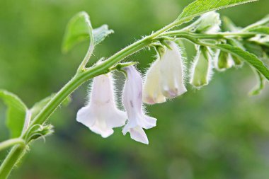  Kore parkında bir çiçek..