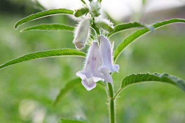  Kore parkında bir çiçek..