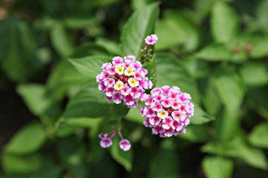  Kore parkında bir çiçek..