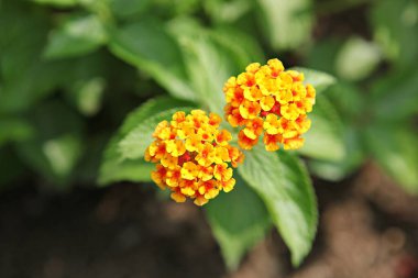  Kore parkında bir çiçek..